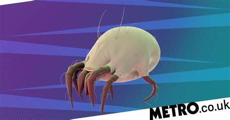 Keep Sneezing There Might Be Dust Mites Hiding Out In Your Bed Metro