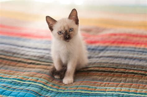 Siamese Cat Colors Chart Fascinating Facts Siamese Of Day