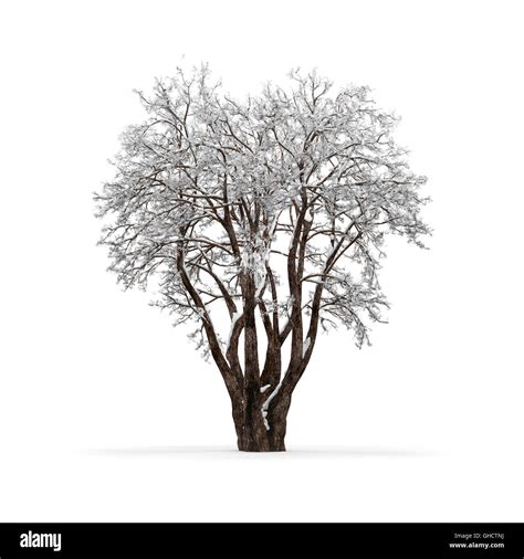 Winter Tree Without Leaves On White Background 3d Rendering Stock Photo