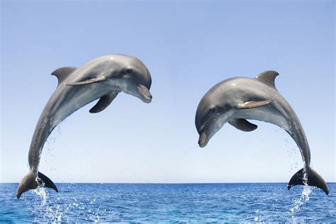 Baby Dolphins Wallpapers Wallpaper Cave