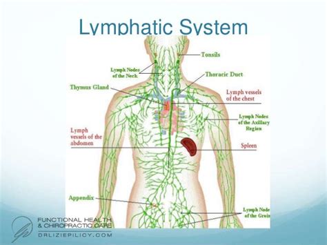 Endocrine And Lymphatic System