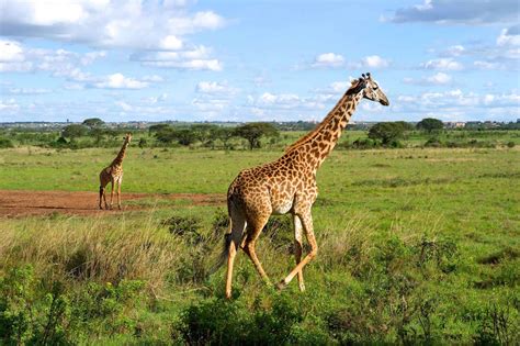 Nairobi National Park Safari Guide • Inside Kenyas Park