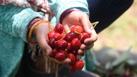 Photos In Kashmir Cherries Are Ready And Ripe— Markets Not Quite India News Photos