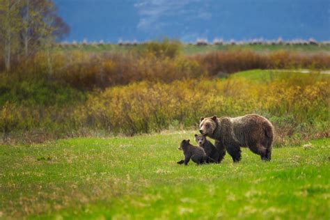 Yellowstone Grizzly Bears to Be Removed from Endangered 