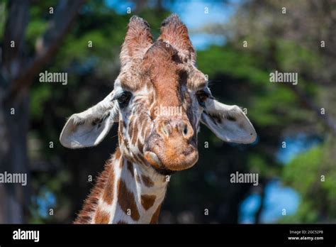 Lowered Giraffa Camelopardalis Reticulata Hi Res Stock Photography And