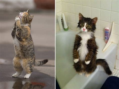 Cute Standing Cats 16 Photos FunCage