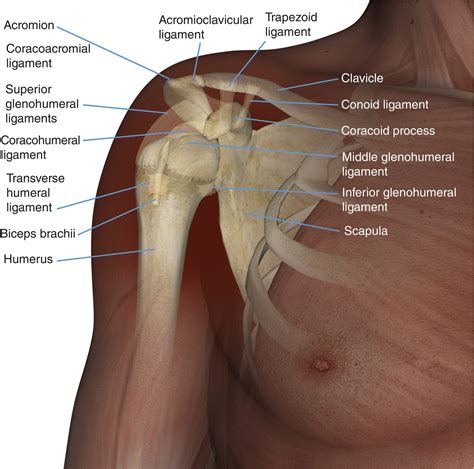 Right Shoulder Joint Anatomy
