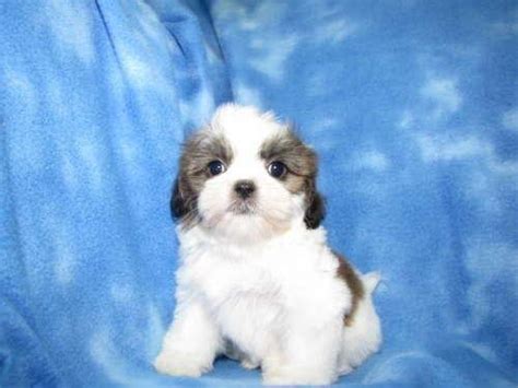 Find cavapoo in dogs & puppies for rehoming | 🐶 find dogs and puppies locally for sale or adoption in canada : SHIH TZU PUPPIES for Sale in Tucson, Arizona Classified ...