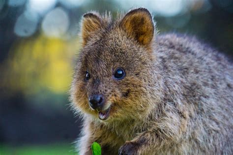 7 Things You Need To Know About Australias Cutest Animal Sri Sutra