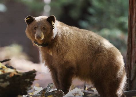 Yosemite National Park Home Of The Black Bear Burma Travels