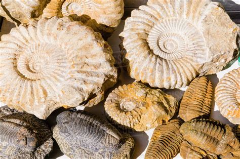 Jurassic Ammonite Fossils For Sale In The Souk Medina Marrakech