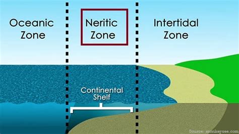 What Is The Neritic Zone Of The Ocean