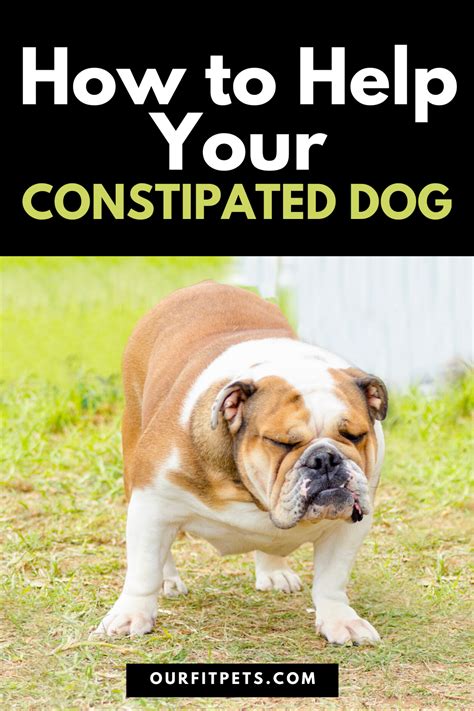 Dog Constipated