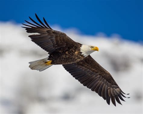 Bc Eagle Pentax User Photo Gallery