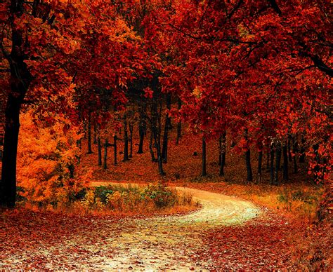 Fall Foliage Wallpaper