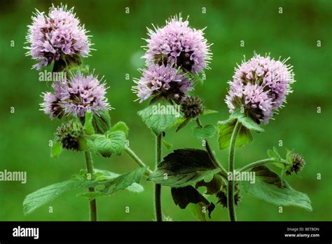 Watermint Mentha Aquatica In Flower In Spring Europe Stock Photo Alamy