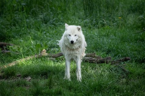 White Wolf In The Forest Stock Photo Image Of Animal 163771188