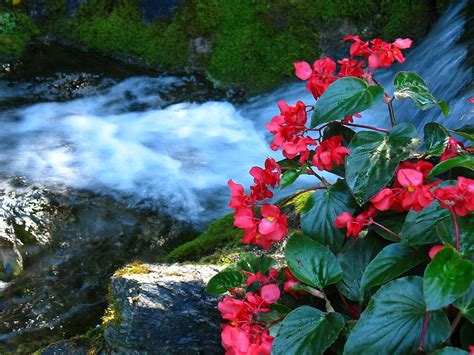 Waterfalls And Flowers By 5hikers Redbubble
