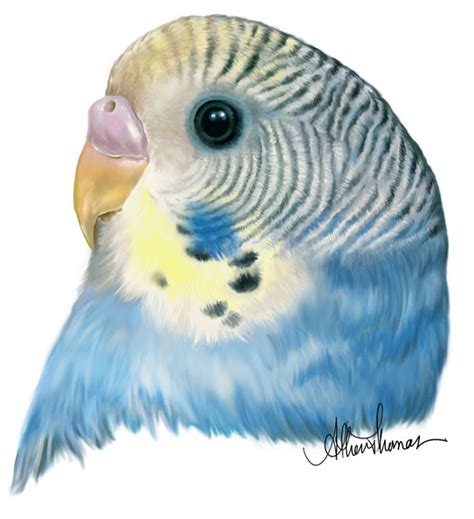 Budgies Are Awesome Digital Drawing Of A Budgie