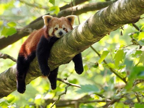 The red panda actually has two species