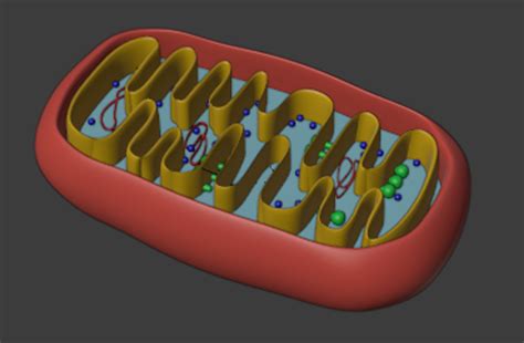 Mitochondria Animal Cell 3d Model Turbosquid 1638982