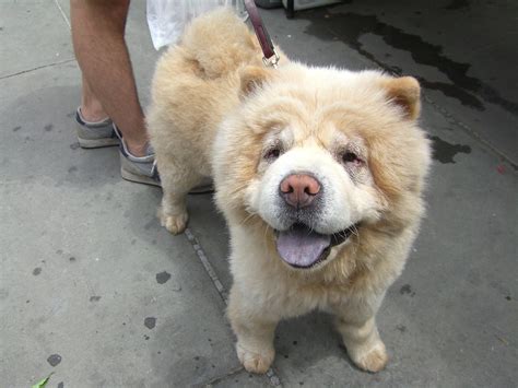 Ah A Dog Im A Chow Chow Look My Tongues Purple And T Flickr