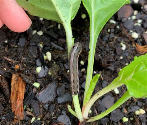 How To Identify And Get Rid Of Cutworms Okra In My Garden