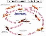Are Termites Attracted To Light