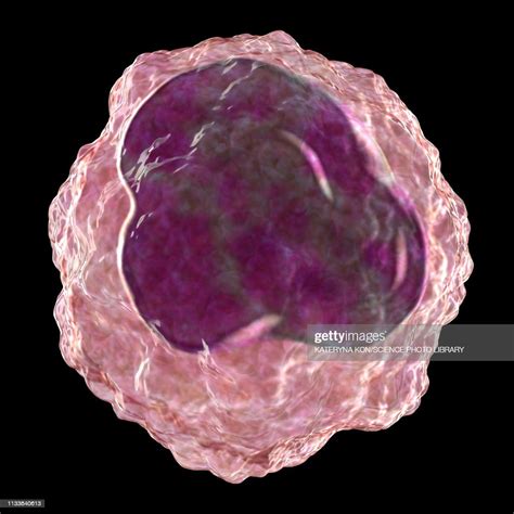 Monocyte White Blood Cell Illustration High Res Vector Graphic Getty
