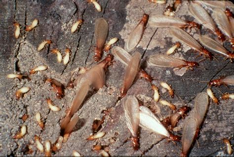 Termite Swarming Season Begins In Alabama The Madison Record The