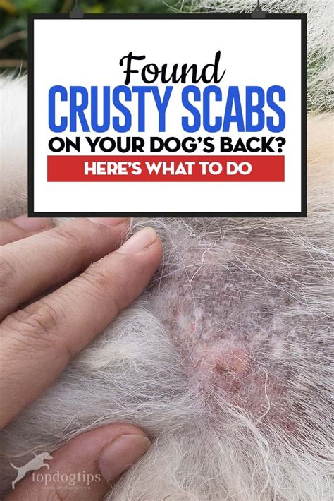 Found Crusty Scabs On Dogs Back Heres Why And What To Do