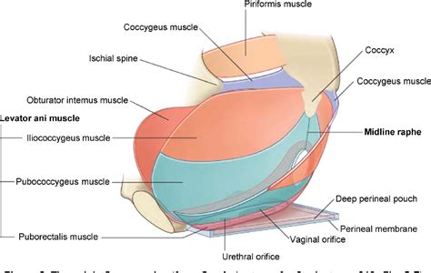 Figure 2 From Chronic Pelvic Pain Pelvic Floor Problems Sacro Iliac