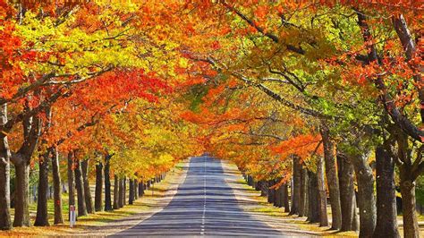 Autumn Road Hd Wallpaper Background Image 1920x1080