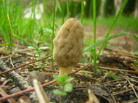 Gljiva Mushroom Free Photo Download Freeimages