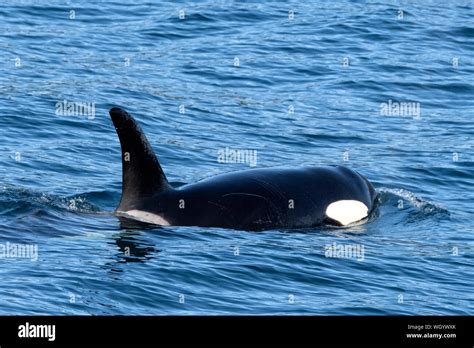 North America United States Alaska Resurrection Bay Marine Mammals