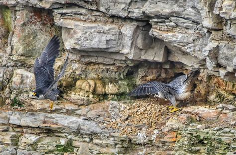 A Peregrine Falcon Nestin A Secret Location Mendonoma Sightings