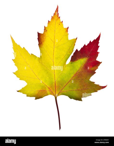 Maple Leaf With All The Fall Colors Red Yellow Green Orange On