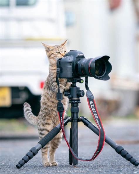 Purrfessional Photographer Rcats