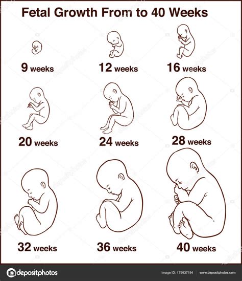 Desarrollo Embrionario Etapas De Crecimiento Del Feto Humano Del Embarazo Vecto Vector De Stock
