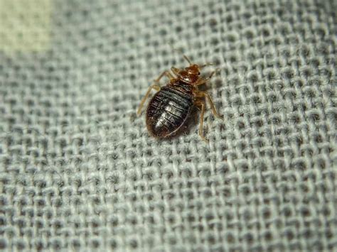 Bed Bugs Where Do They Come From Bed Bug Control