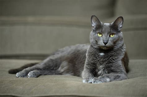 Korat Cat Breed Information Photos Care Traits And Details Abundance 32