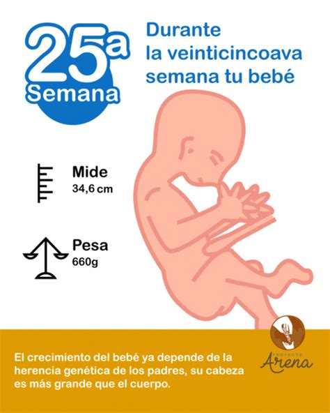 25 Semanas De Embarazo 2023