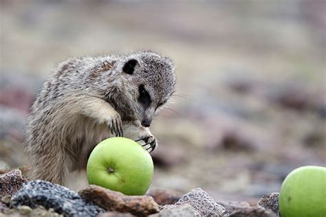 Meerkats Settle Rivalries With Eating Contests