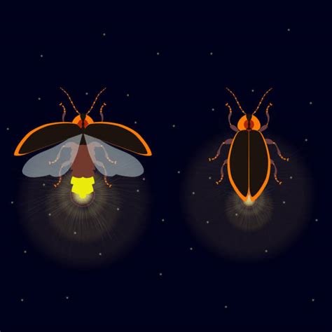 Royalty Free Firefly Clip Art Vector Images And Illustrations Istock