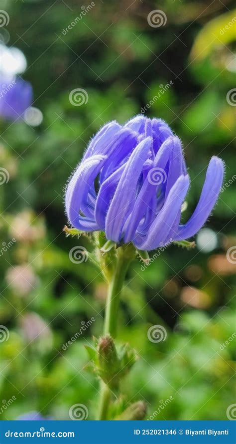 Wild Blue Flower In The Garden Stock Photo Image Of Flower Wild