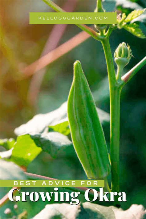 How To Grow Okra And How Long Does It Take Kellogg Garden Organics