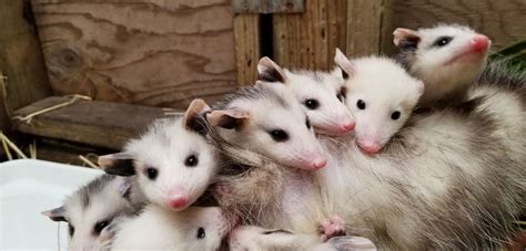 Piazzamelanie Baby Opossums Wildcare