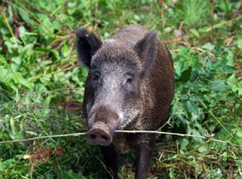 Bukan saja di kawasan pertanian malah di kawasan kediaman kita juga babi hutan dan monyet ini selalu menceroboh. Babi Hutan Ngamuk, Warga Kuningan Babak Belur - Pojok Jabar