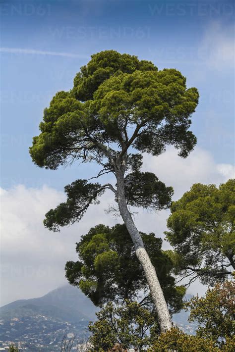 France Nice View Of Aleppo Pine Tree Stock Photo