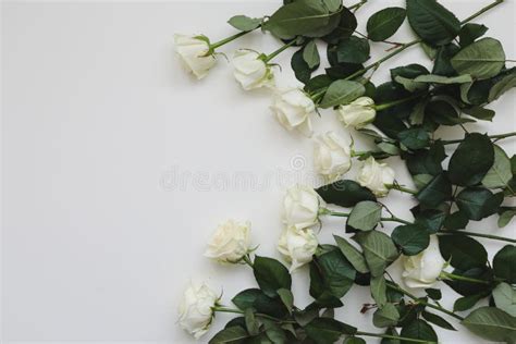 Elegant Floral Composition With White Roses And Place For Text On White